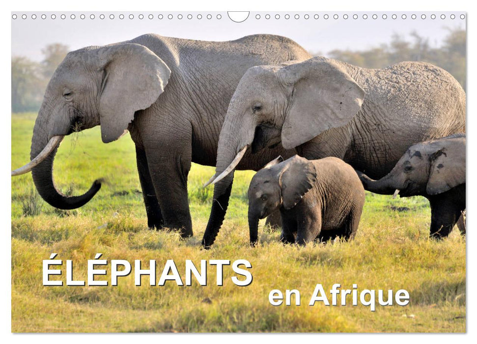 Éléphants en Afrique (CALVENDO Calendrier mensuel 2026)