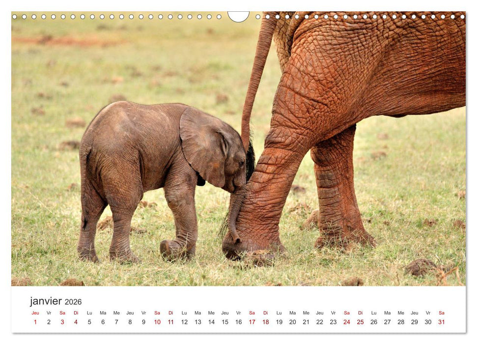 Éléphants en Afrique (CALVENDO Calendrier mensuel 2026)