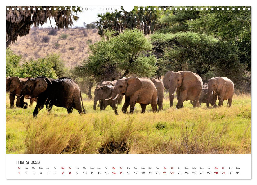 Éléphants en Afrique (CALVENDO Calendrier mensuel 2026)