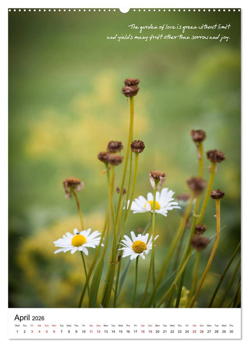 Rumi in Love (CALVENDO Premium-Calendar 2026)