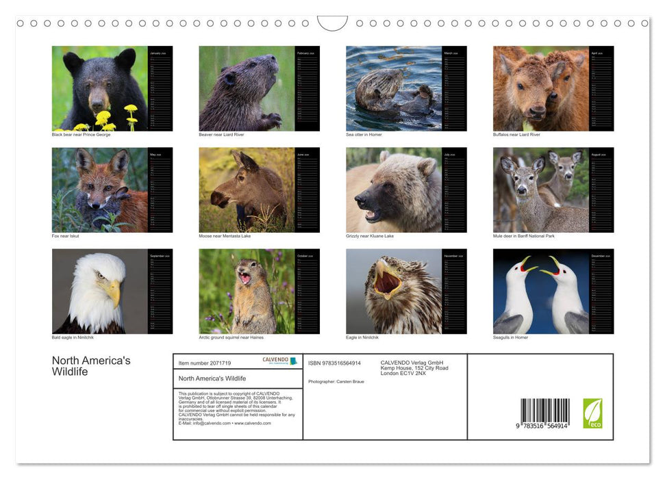 North America's Wildlife (CALVENDO Monthly Calendar 2026)