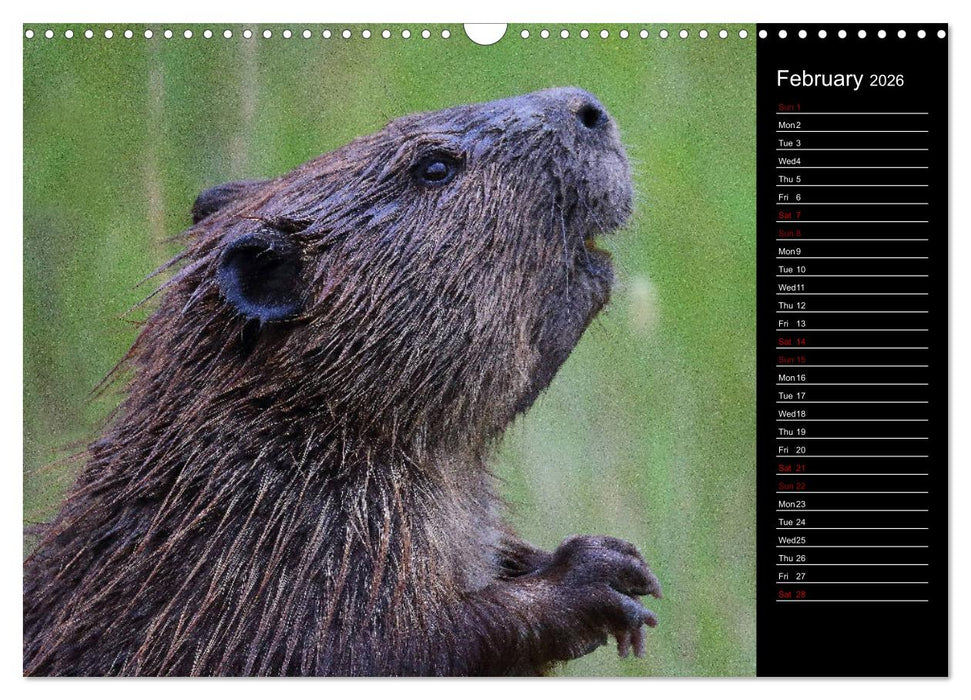North America's Wildlife (CALVENDO Monthly Calendar 2026)