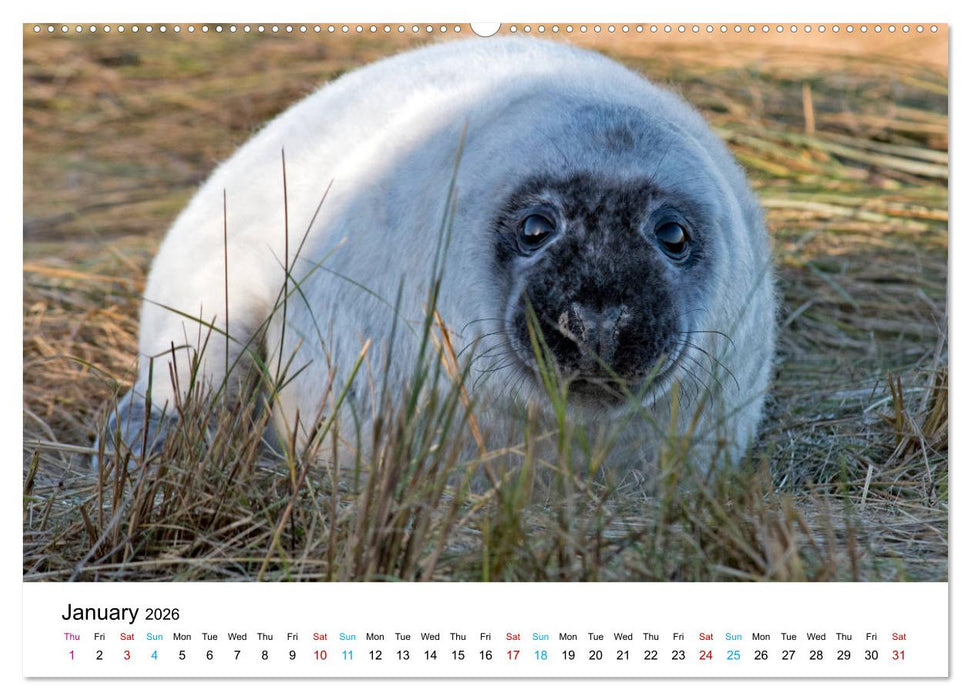 Grey Seal Pups of Donna Nook (CALVENDO Premium-Calendar 2026)