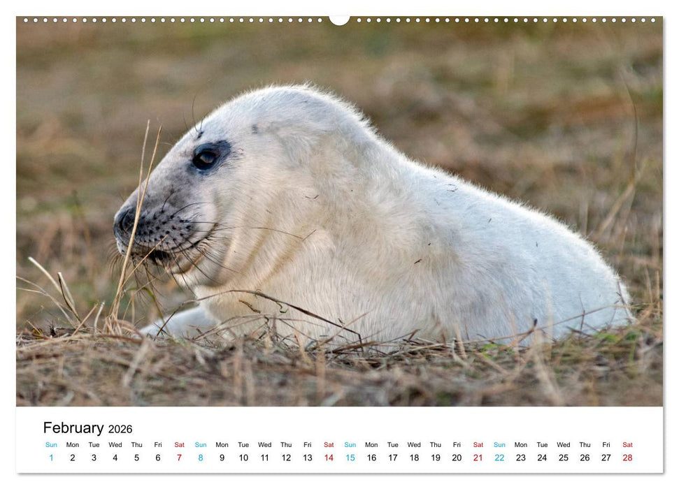 Grey Seal Pups of Donna Nook (CALVENDO Premium-Calendar 2026)