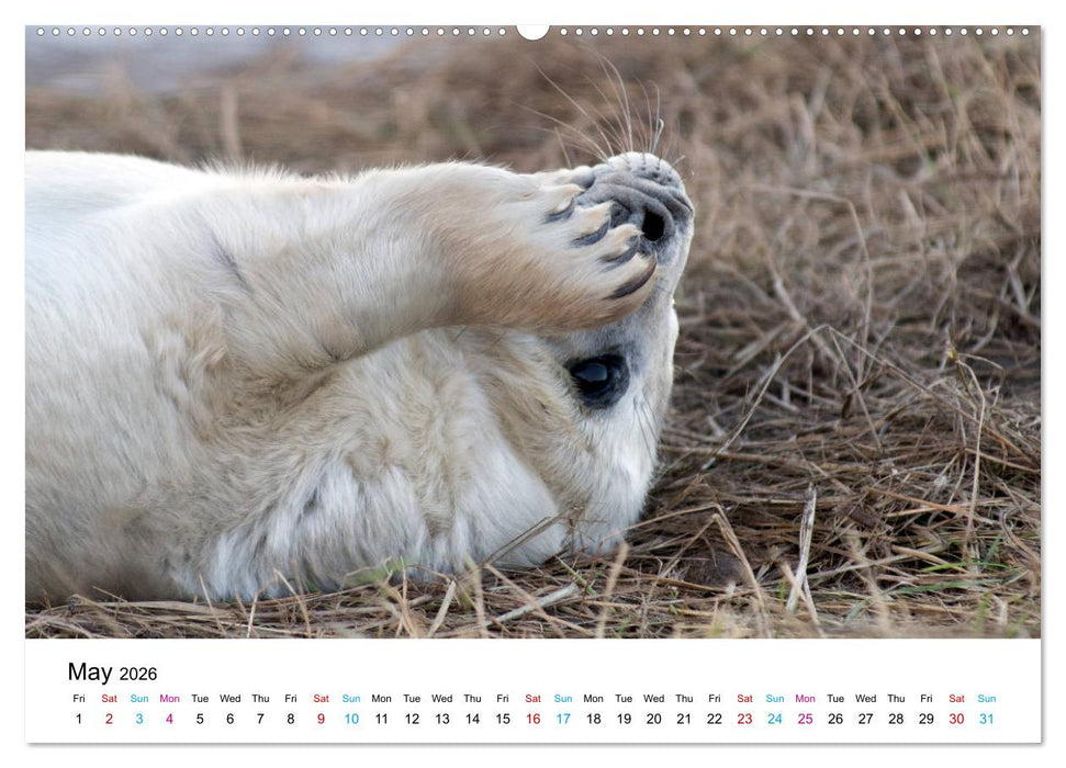 Grey Seal Pups of Donna Nook (CALVENDO Premium-Calendar 2026)