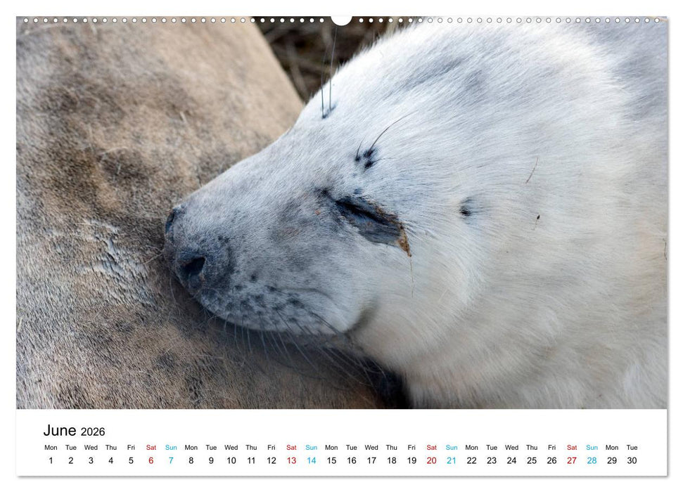 Grey Seal Pups of Donna Nook (CALVENDO Premium-Calendar 2026)