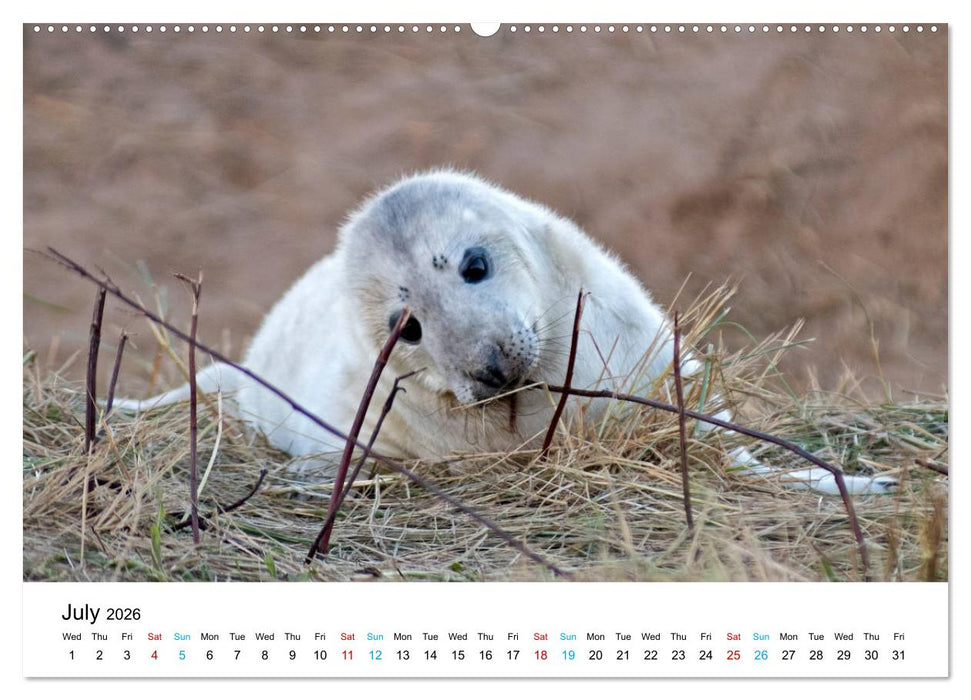 Grey Seal Pups of Donna Nook (CALVENDO Premium-Calendar 2026)