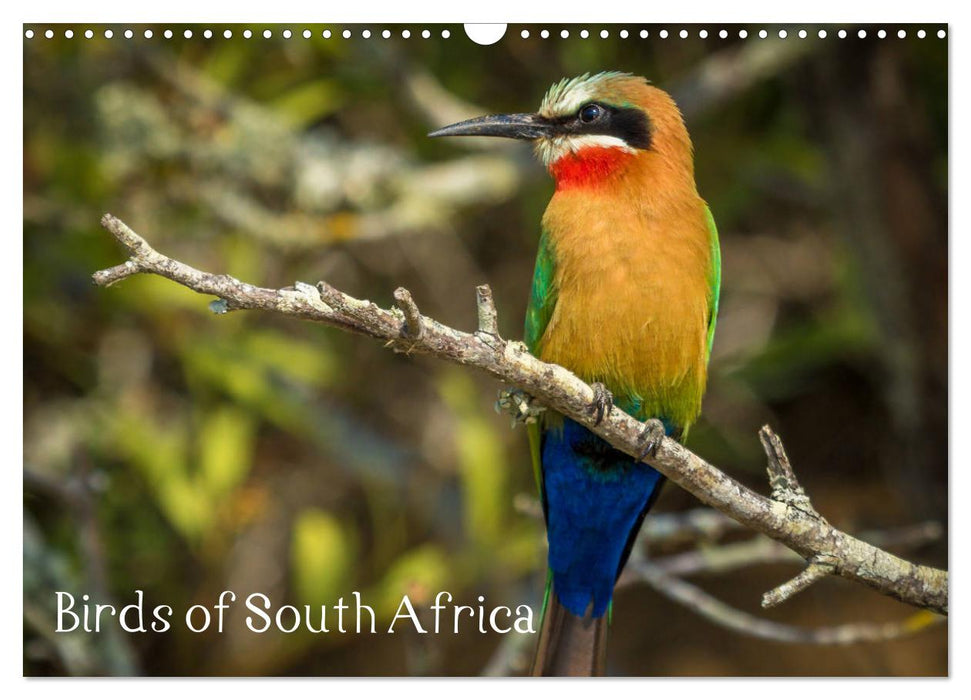 Birds of South Africa (CALVENDO Monthly Calendar 2026)