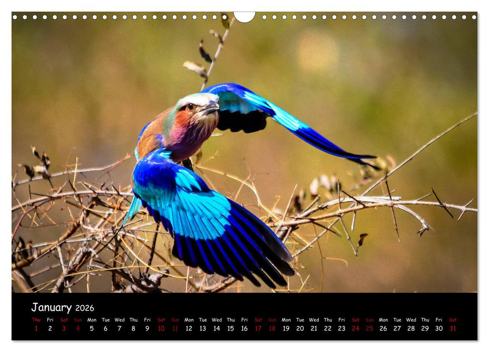 Birds of South Africa (CALVENDO Monthly Calendar 2026)