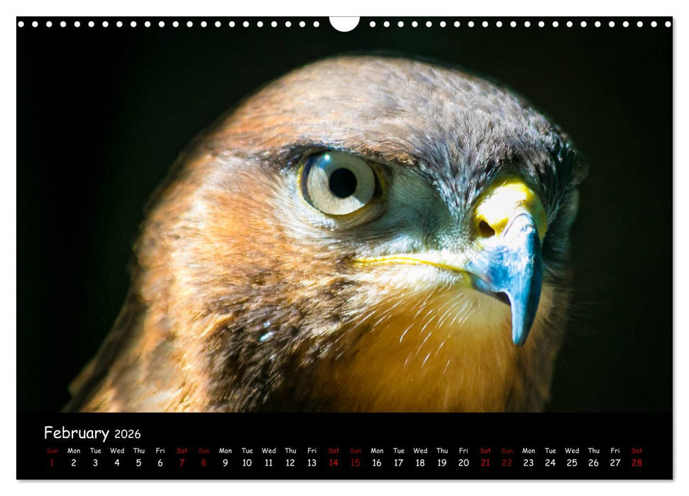 Birds of South Africa (CALVENDO Monthly Calendar 2026)