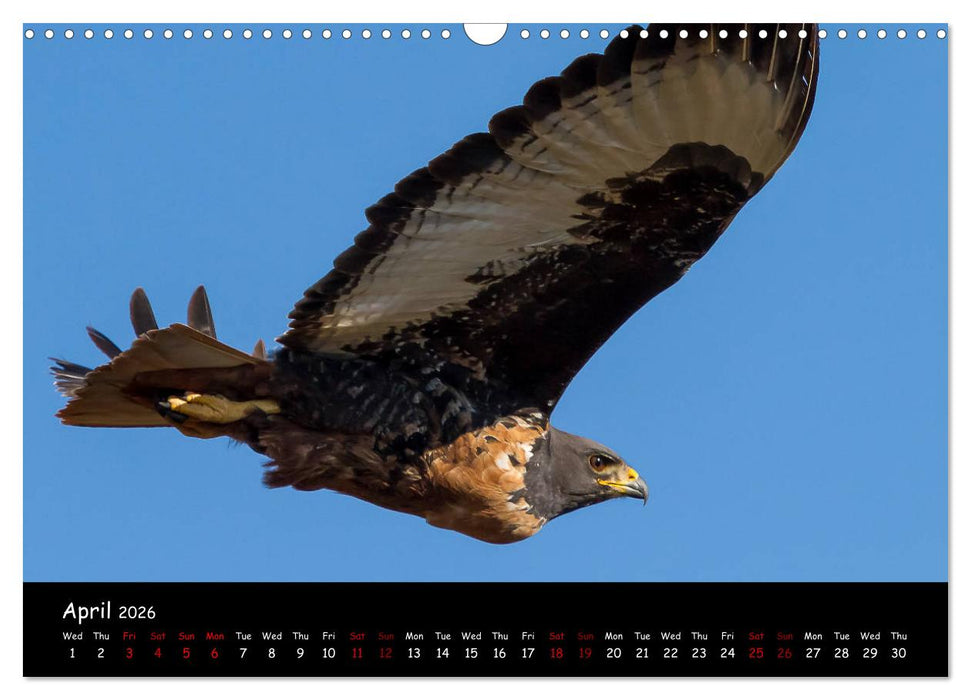 Birds of South Africa (CALVENDO Monthly Calendar 2026)