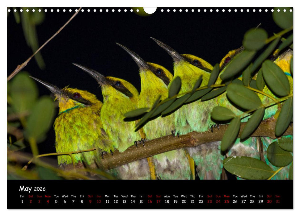 Birds of South Africa (CALVENDO Monthly Calendar 2026)
