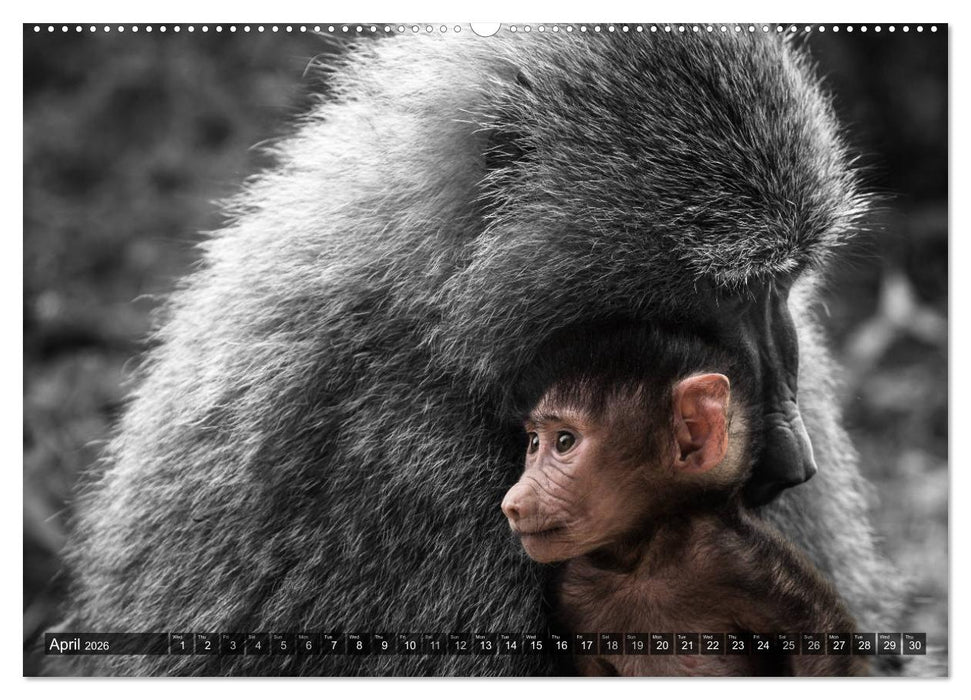 tanzania fine art (CALVENDO Premium-Calendar 2026)