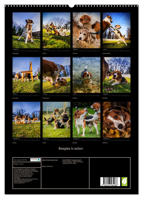 Beagles in action (CALVENDO Premium-Calendar 2026)