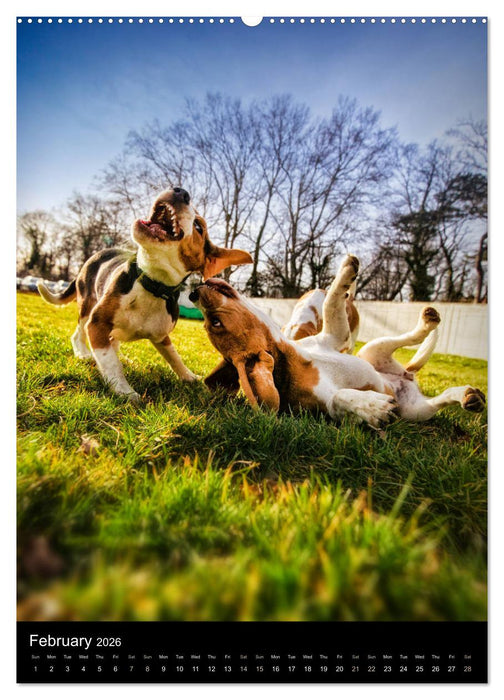 Beagles in action (CALVENDO Premium-Calendar 2026)