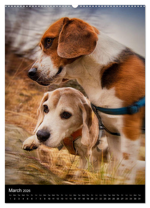 Beagles in action (CALVENDO Premium-Calendar 2026)