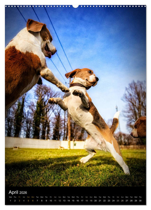 Beagles in action (CALVENDO Premium-Calendar 2026)