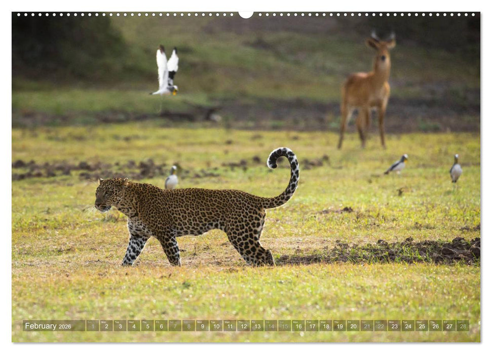 Zambia (CALVENDO Premium-Calendar 2026)