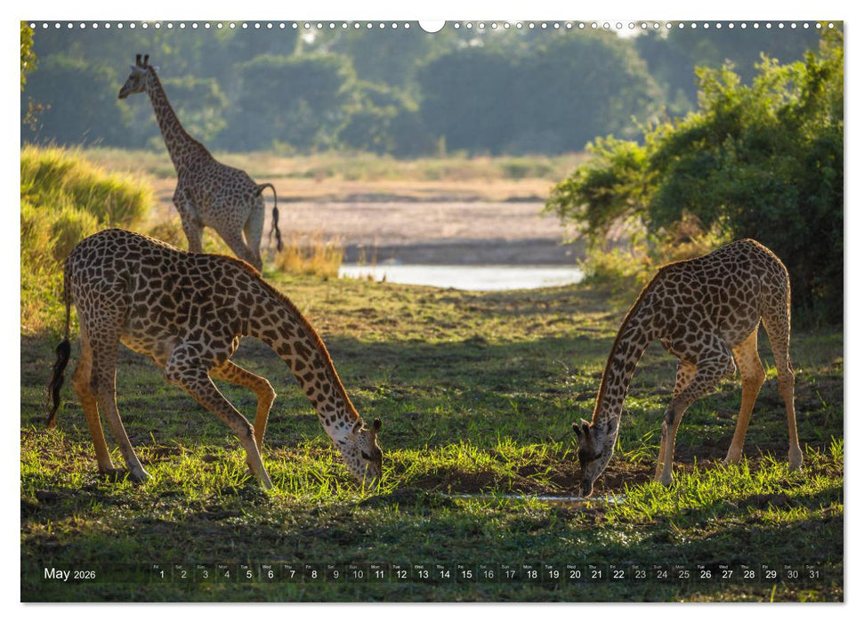 Zambia (CALVENDO Premium-Calendar 2026)