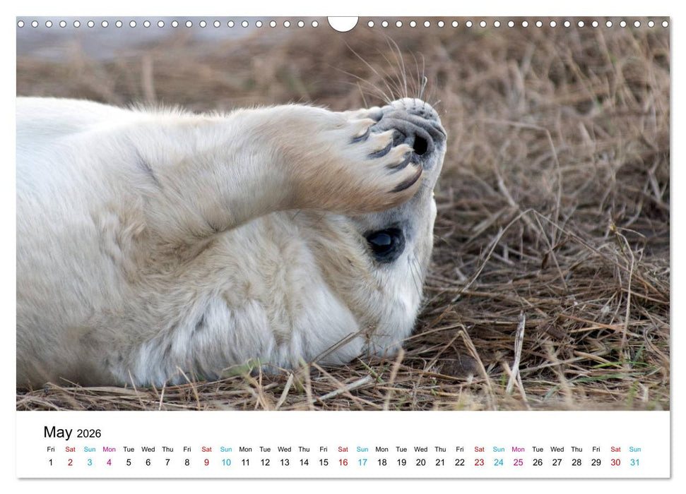 Grey Seal Pups of Donna Nook (CALVENDO Monthly Calendar 2026)