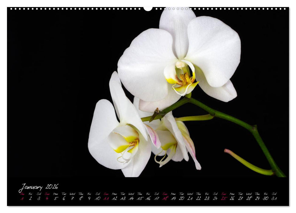 Orchids (CALVENDO Premium-Calendar 2026)
