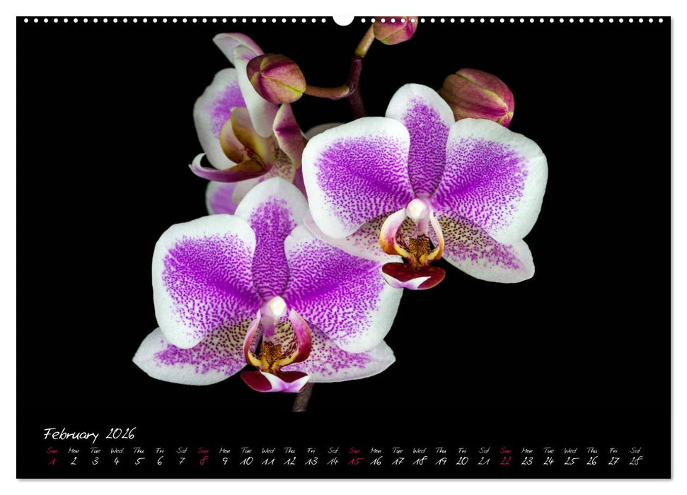 Orchids (CALVENDO Premium-Calendar 2026)