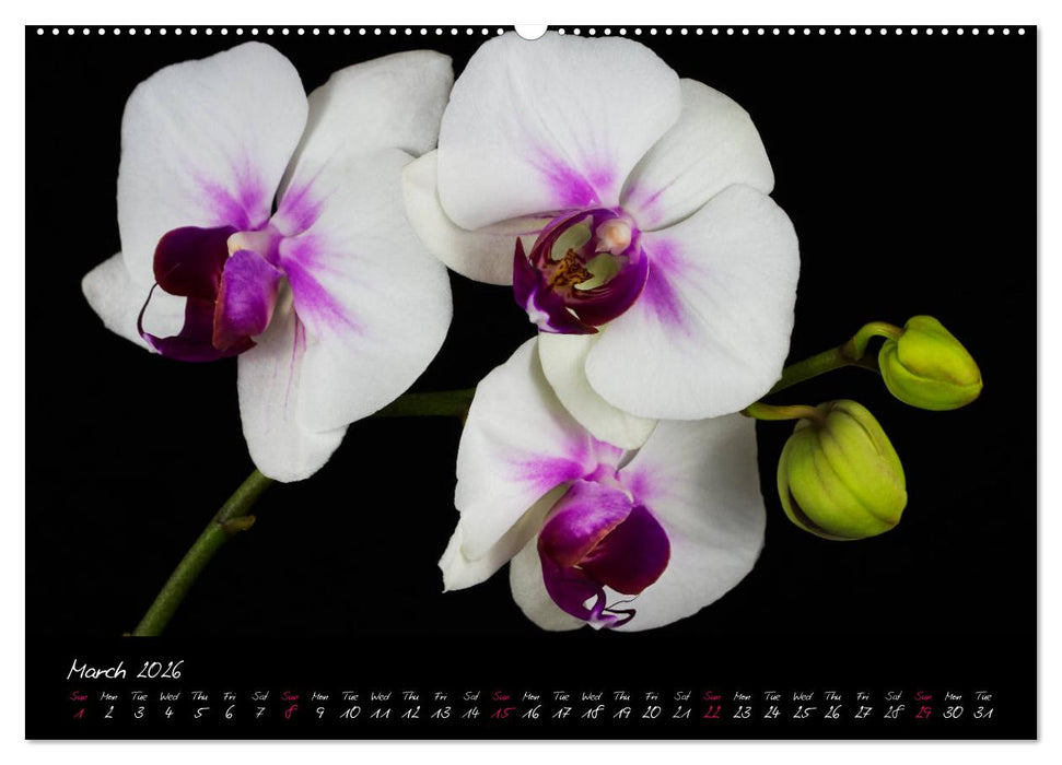 Orchids (CALVENDO Premium-Calendar 2026)
