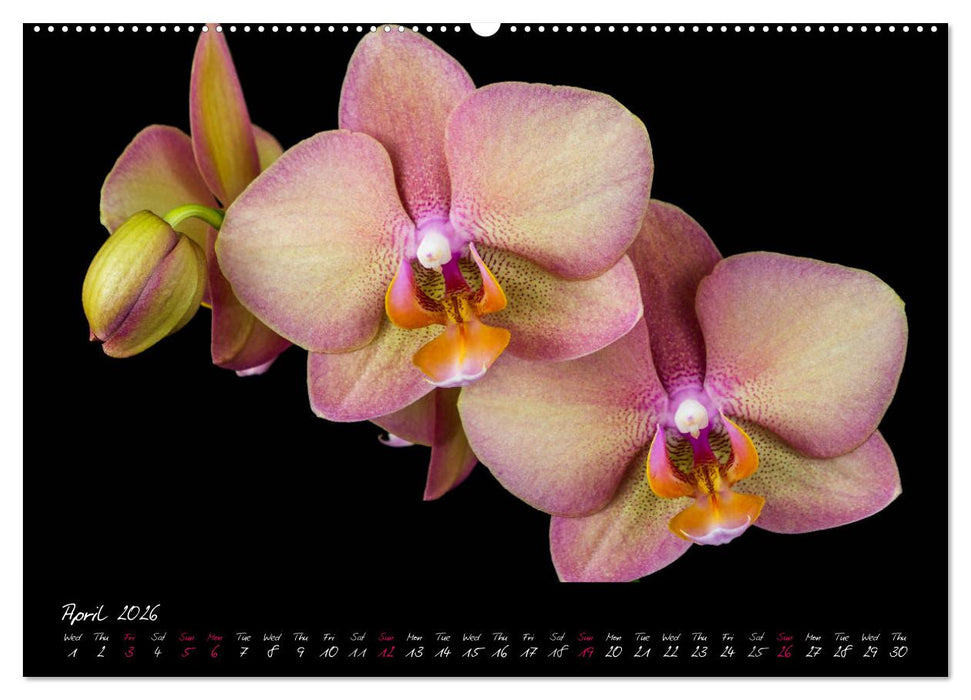 Orchids (CALVENDO Premium-Calendar 2026)