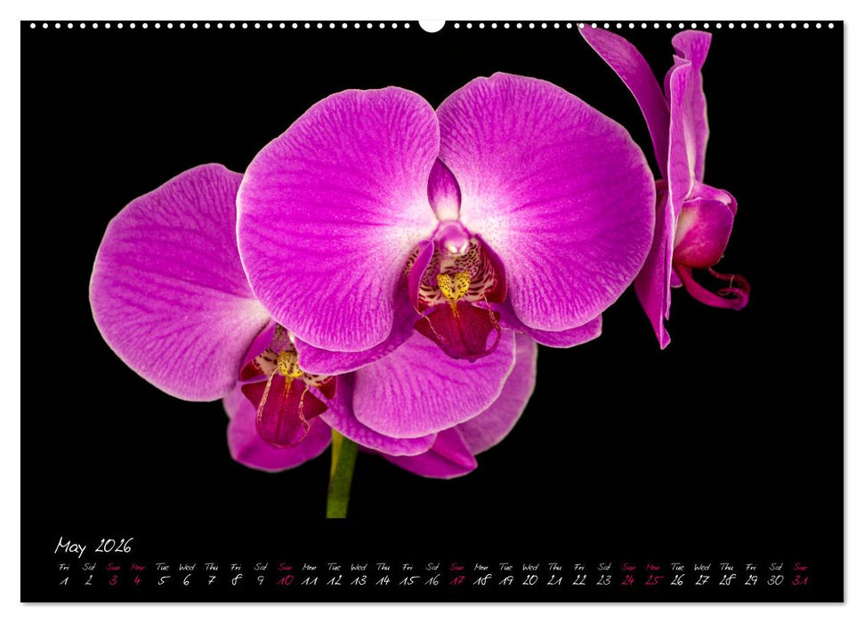 Orchids (CALVENDO Premium-Calendar 2026)