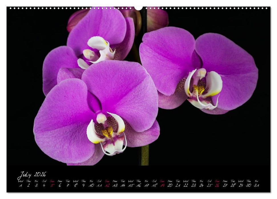 Orchids (CALVENDO Premium-Calendar 2026)