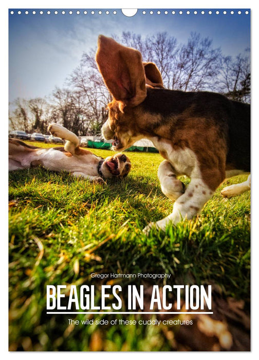 Beagles in action (CALVENDO Monthly Calendar 2026)