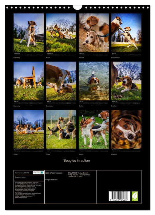 Beagles in action (CALVENDO Monthly Calendar 2026)