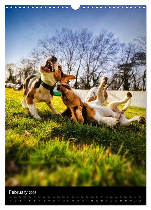 Beagles in action (CALVENDO Monthly Calendar 2026)