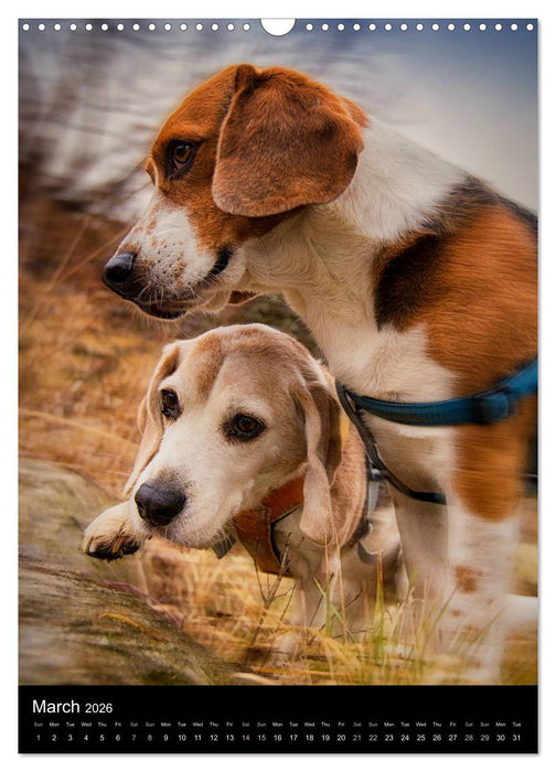 Beagles in action (CALVENDO Monthly Calendar 2026)