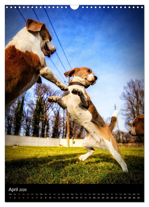 Beagles in action (CALVENDO Monthly Calendar 2026)