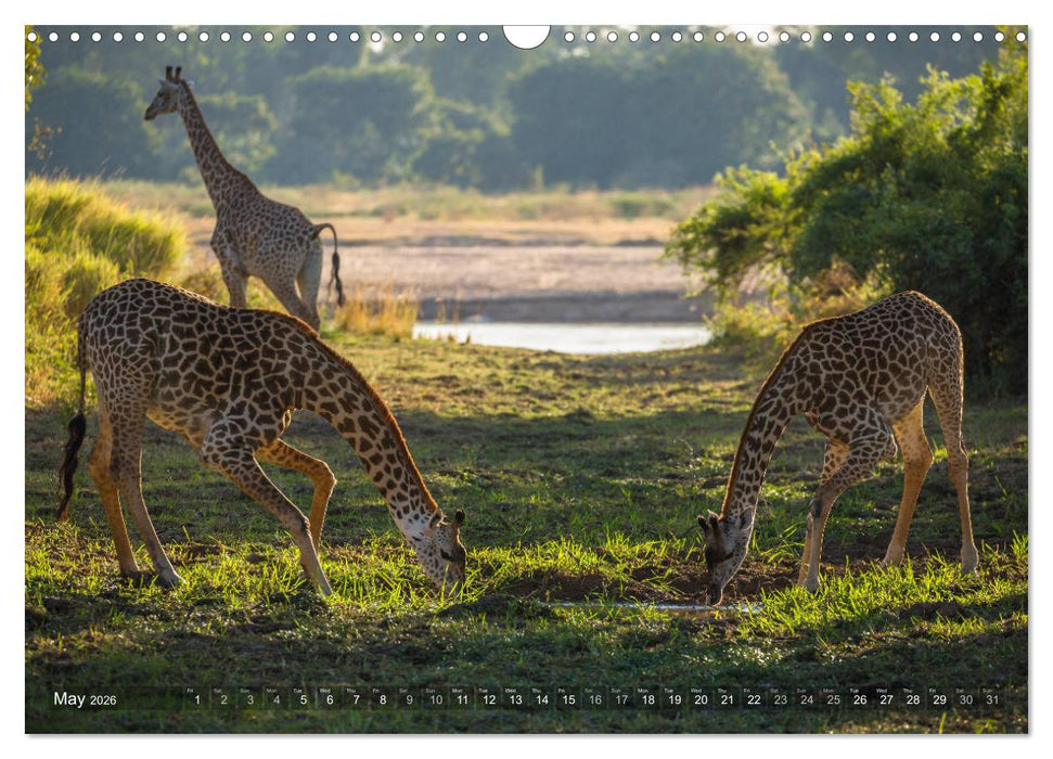 Zambia (CALVENDO Monthly Calendar 2026)