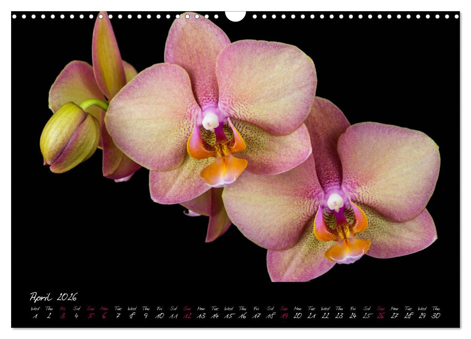 Orchids (CALVENDO Monthly Calendar 2026)