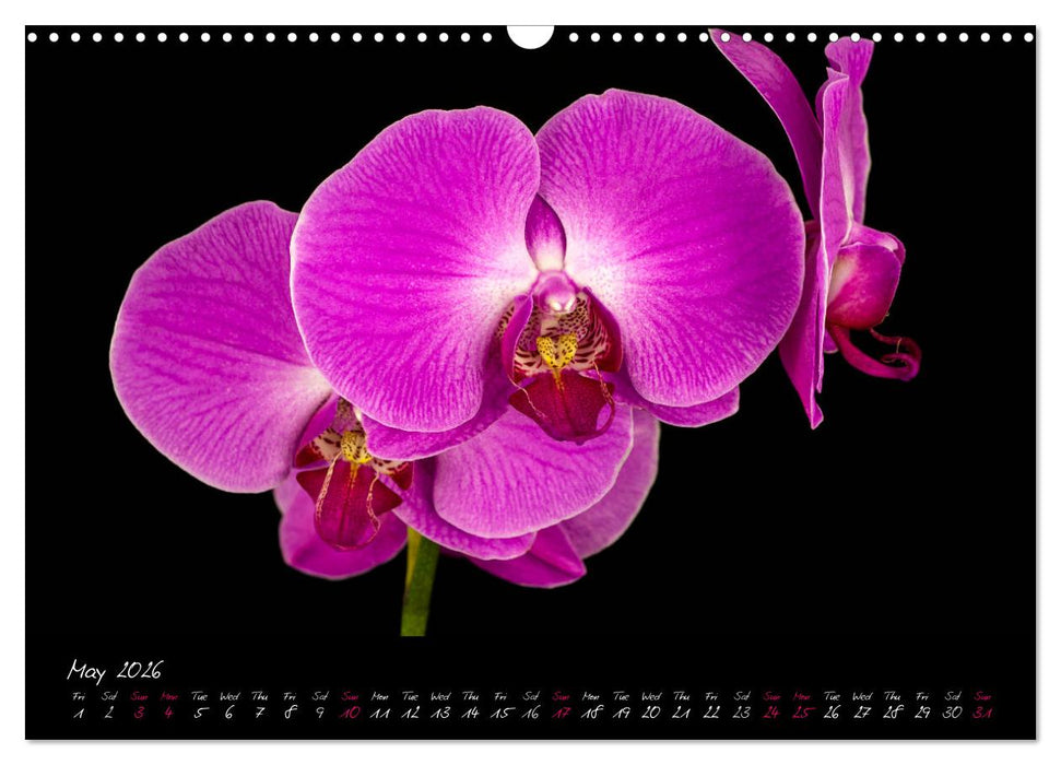 Orchids (CALVENDO Monthly Calendar 2026)