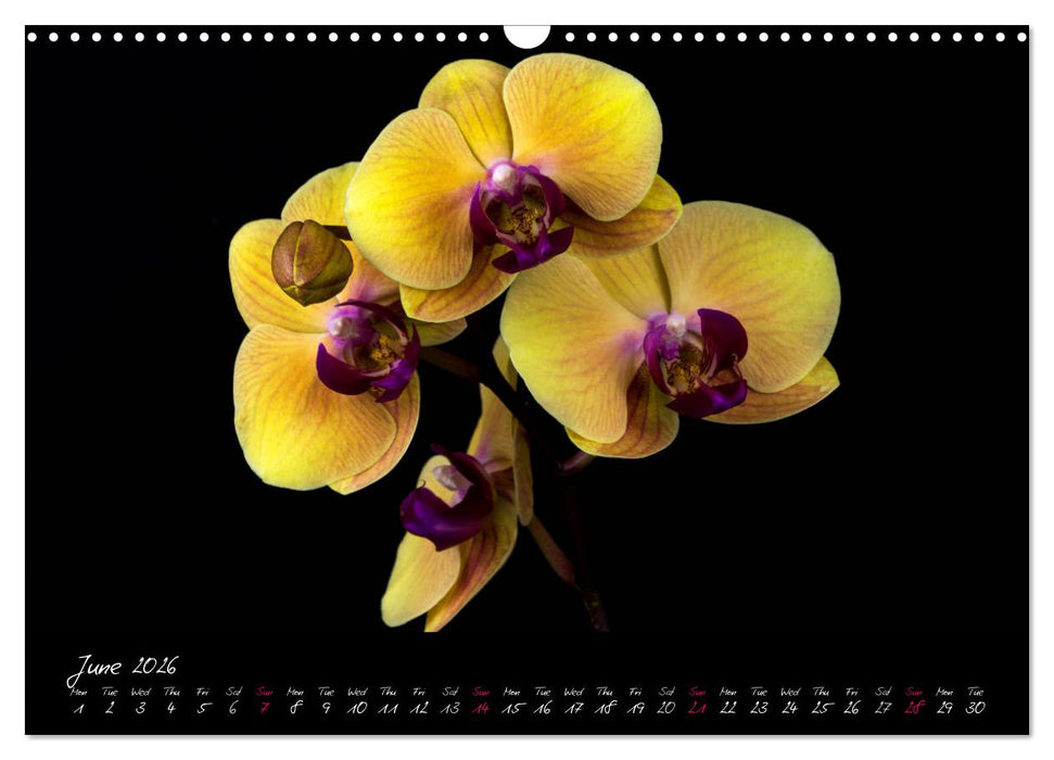 Orchids (CALVENDO Monthly Calendar 2026)