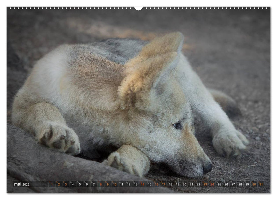 Les p'tits loups gris (CALVENDO Calendrier supérieur 2026)