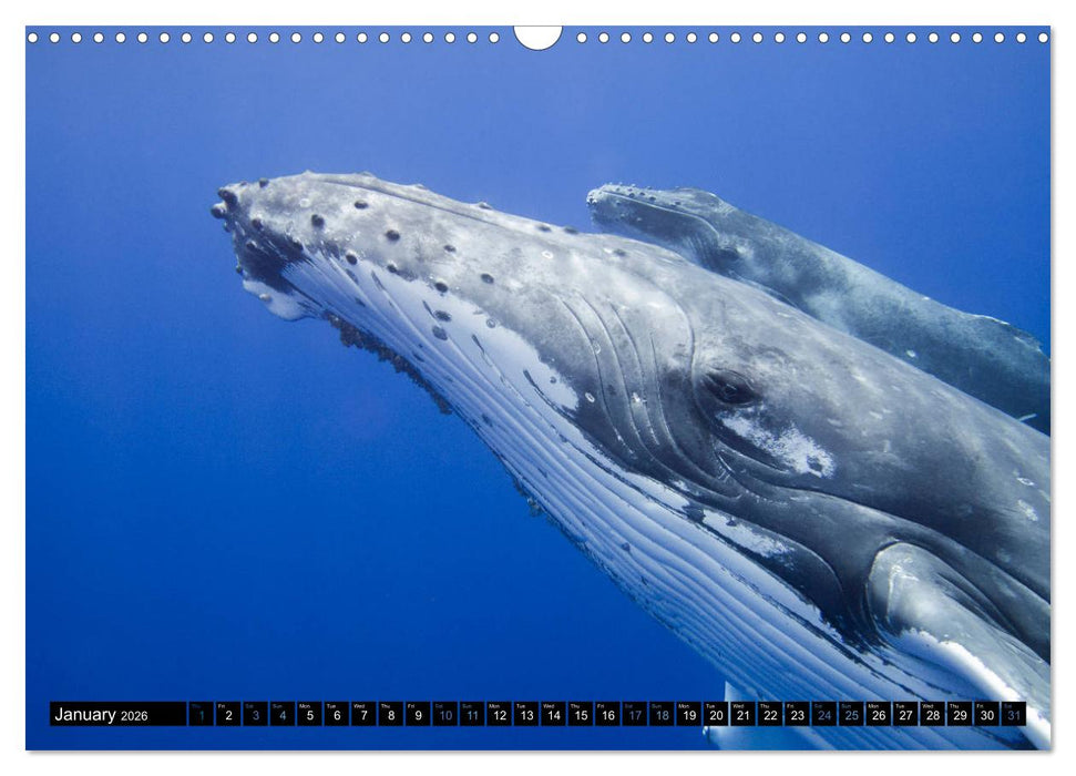 A Whale of a Year (CALVENDO Monthly Calendar 2026)