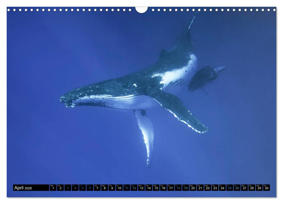 A Whale of a Year (CALVENDO Monthly Calendar 2026)