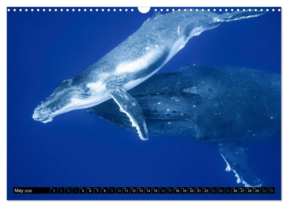 A Whale of a Year (CALVENDO Monthly Calendar 2026)