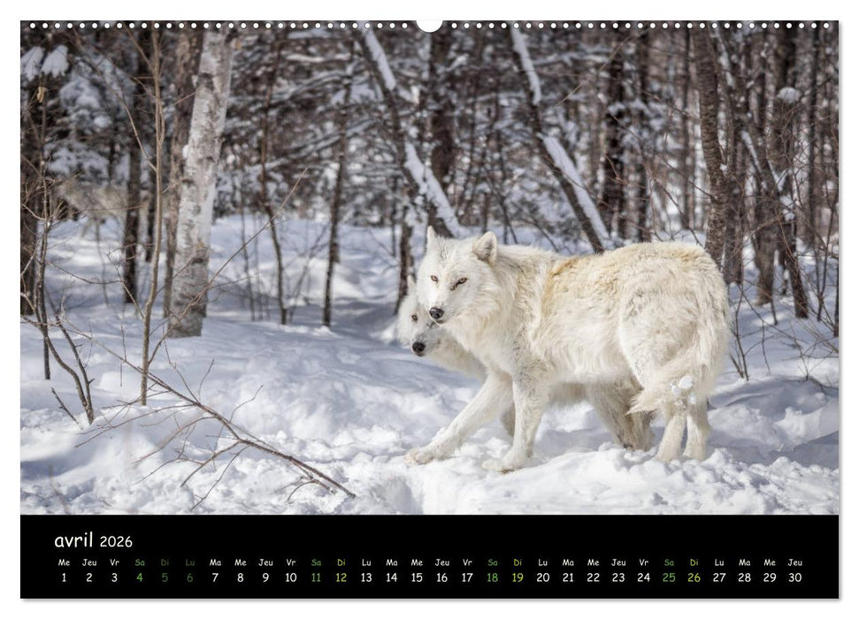 J'ai vu le loup (CALVENDO Calendrier supérieur 2026)