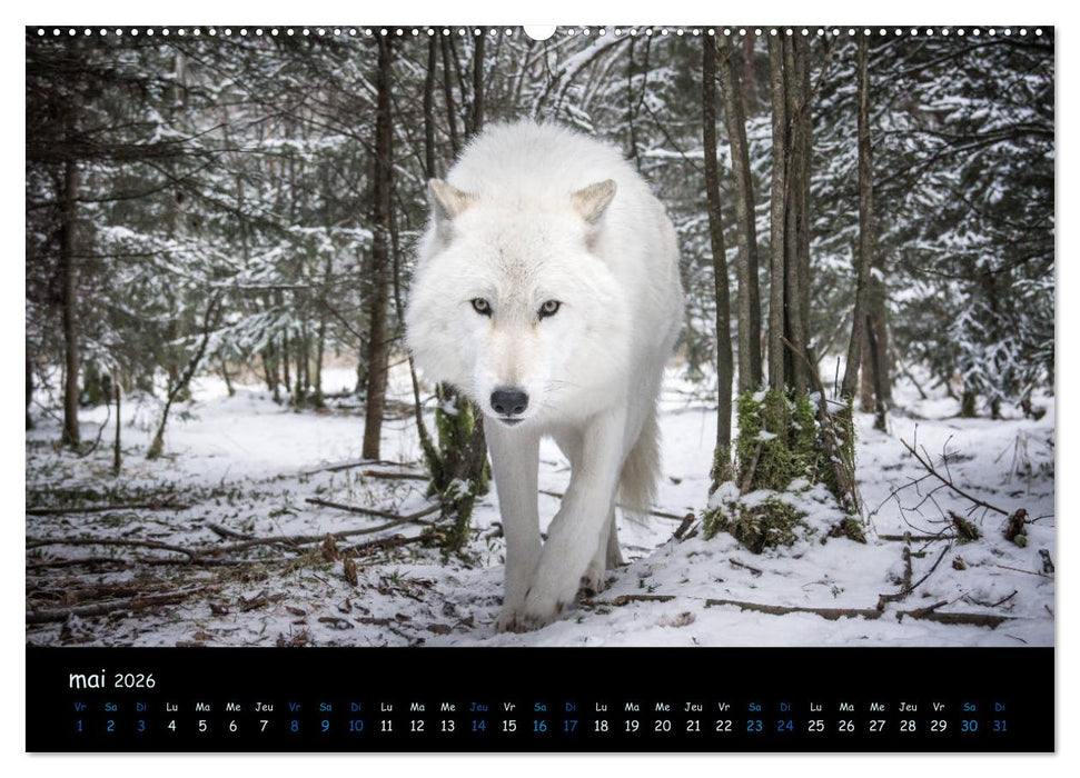 J'ai vu le loup (CALVENDO Calendrier supérieur 2026)