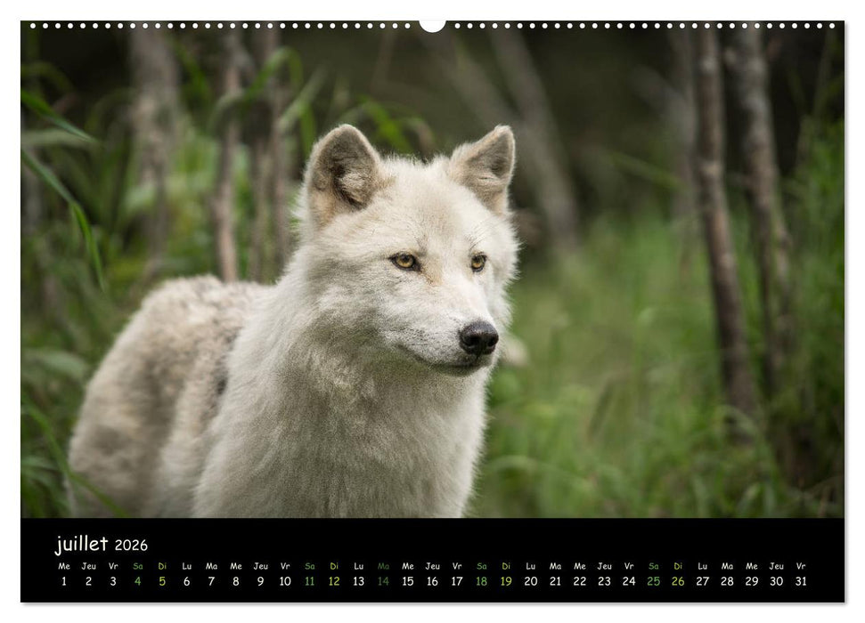 J'ai vu le loup (CALVENDO Calendrier supérieur 2026)