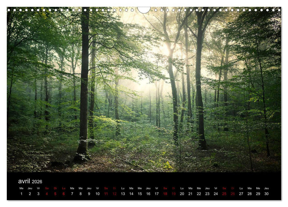Lumières de Brocéliande (CALVENDO Calendrier mensuel 2026)