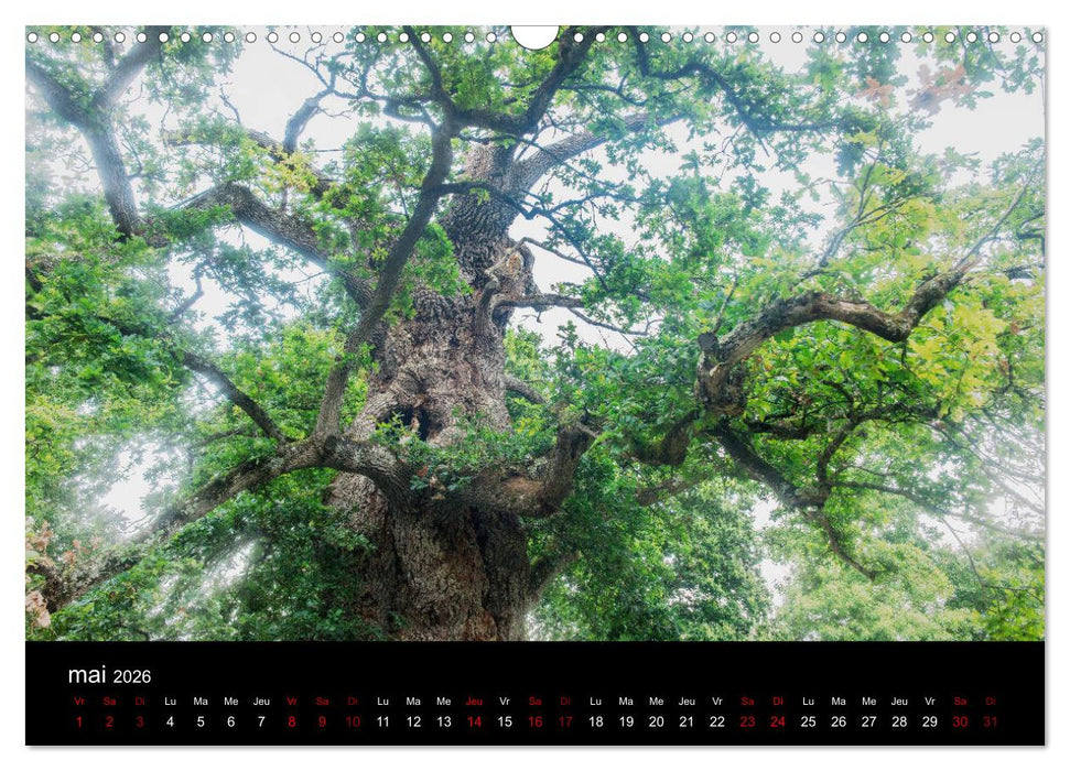 Lumières de Brocéliande (CALVENDO Calendrier mensuel 2026)