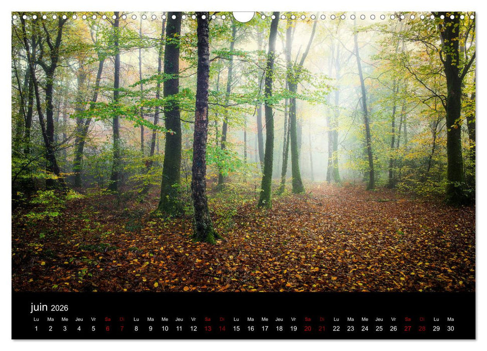 Lumières de Brocéliande (CALVENDO Calendrier mensuel 2026)
