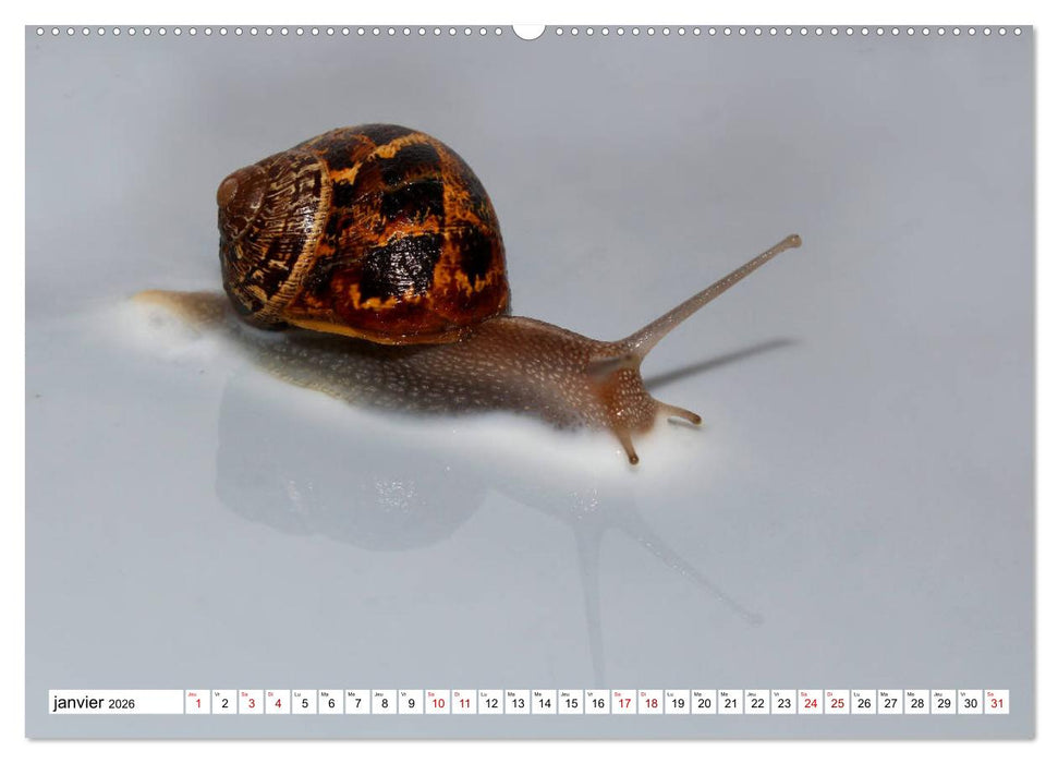 Admirons les escargots (CALVENDO Calendrier supérieur 2026)